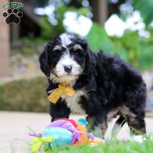 Dr. Pepper, Mini Bernedoodle Puppy